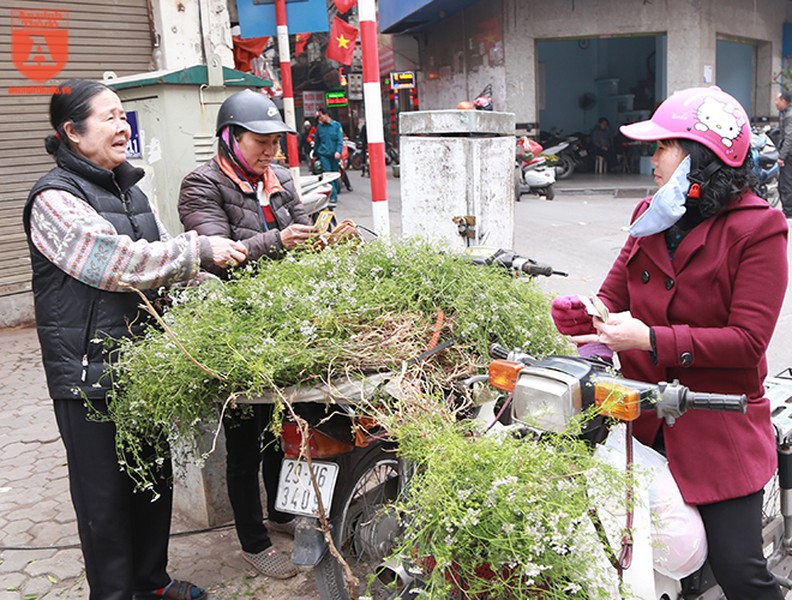 Người Hà Nội đi mua rau mùi già chiều 30 Tết